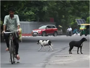 Karnataka: Man Assaults Stray Dog, Faces Public Fury