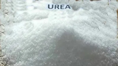 Is There a Need for an Investigation into the Urea Shortage in Telangana?