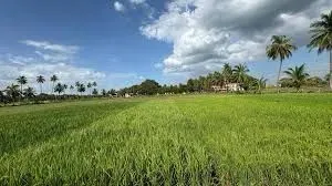 What Factors Contributed to the 56% Surge in Kuruvai Paddy Cultivation in Tamil Nadu's Delta Districts?