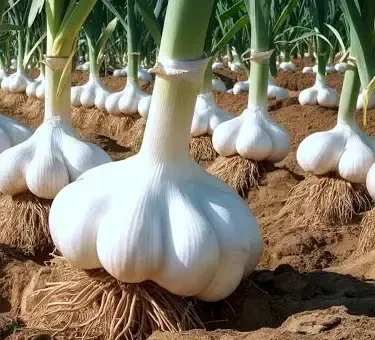क्या आप जानते हैं? लहसुन हृदय के लिए है 'अमृत'