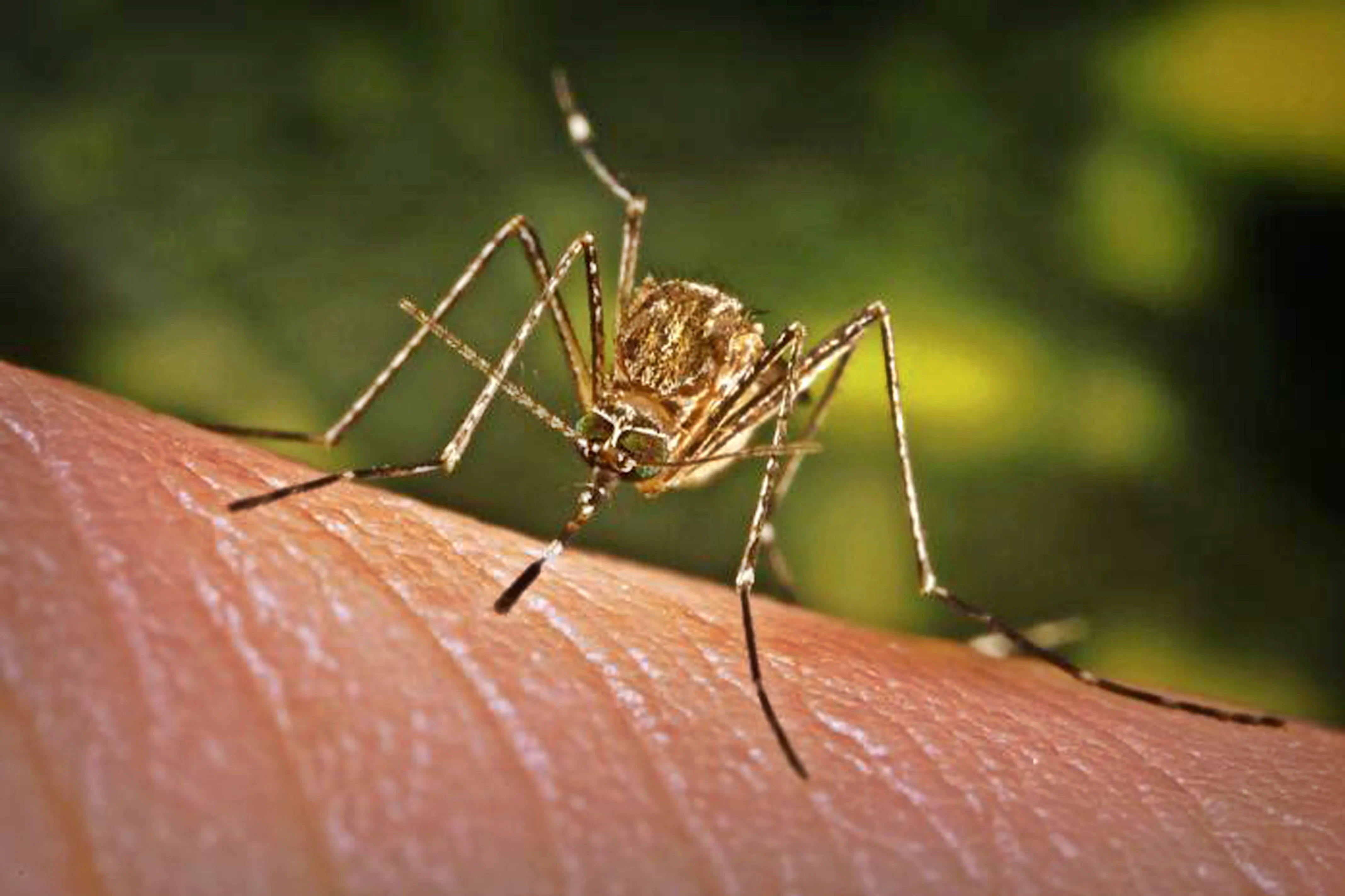 How is Laos Tackling the Spread of Dengue?