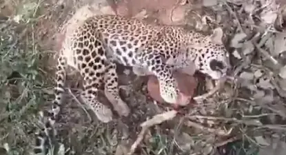 Leopard Found Dead After Getting Caught in a Trap in Andhra Pradesh