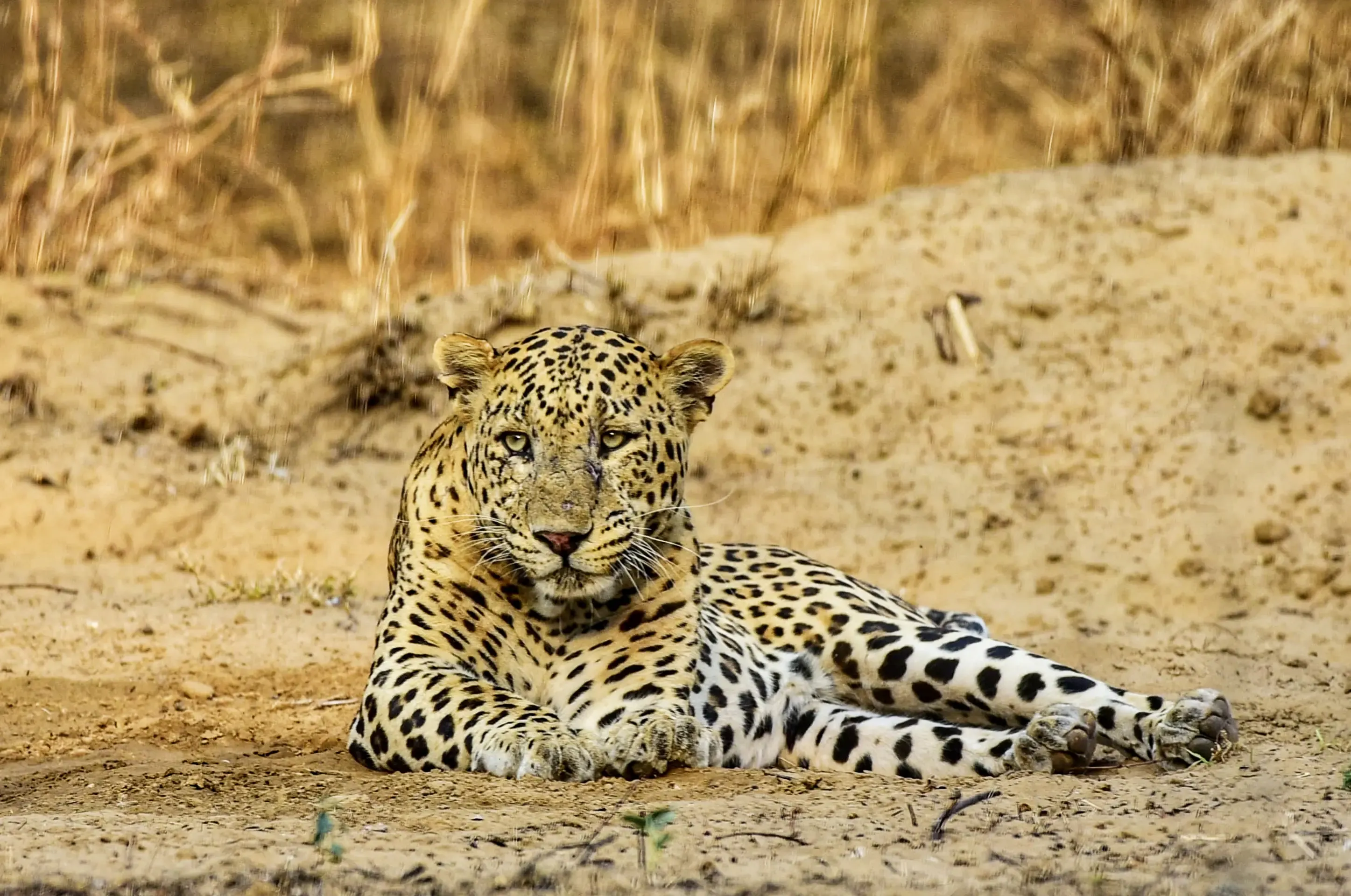 Leopard Enters Jaipur College, Forest Officials Launch Capture Efforts
