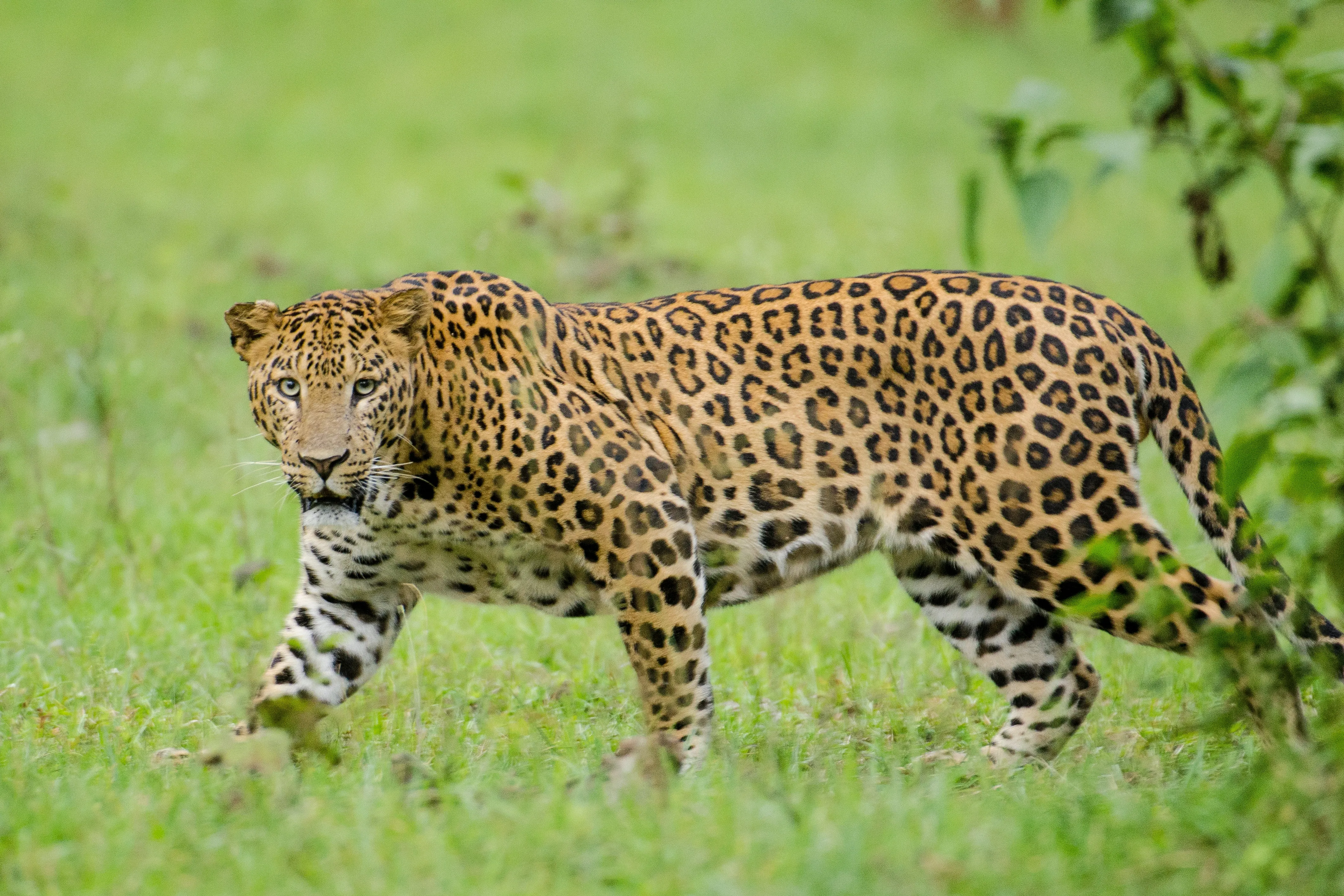 What Caused the Leopard's Rampage in Rajasthan's Bhilwara?