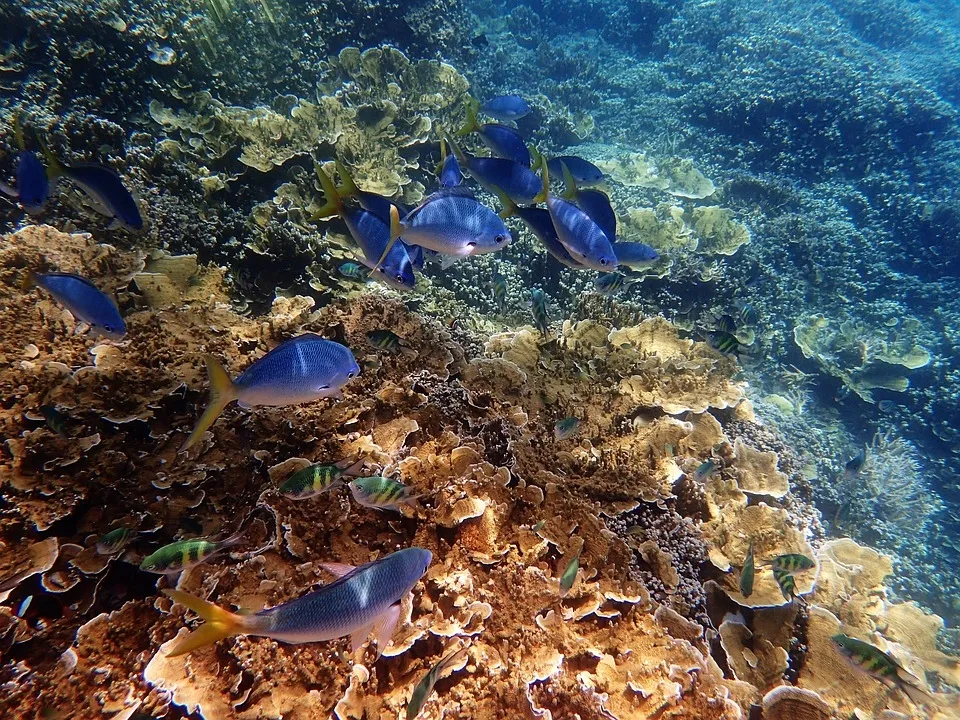 Is Lizard Island on Australia's Great Barrier Reef Facing Catastrophic Coral Loss After the 2024 Bleaching?