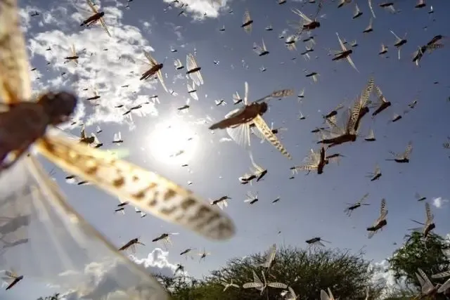 Confirmed Locust Infestation in Northeastern Namibia