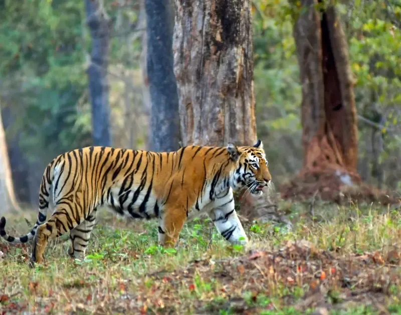 Madhav National Park Set to Become Madhya Pradesh's 9th Tiger Reserve