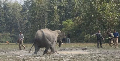 Tamil Nadu Forest Department to Deploy Thermal Drones for Monitoring Wild Elephants