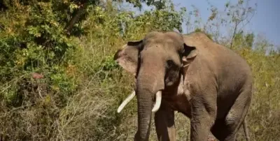 Tragic Death of Local in TN's Sathyamangalam Tiger Reserve Due to Wild Elephant