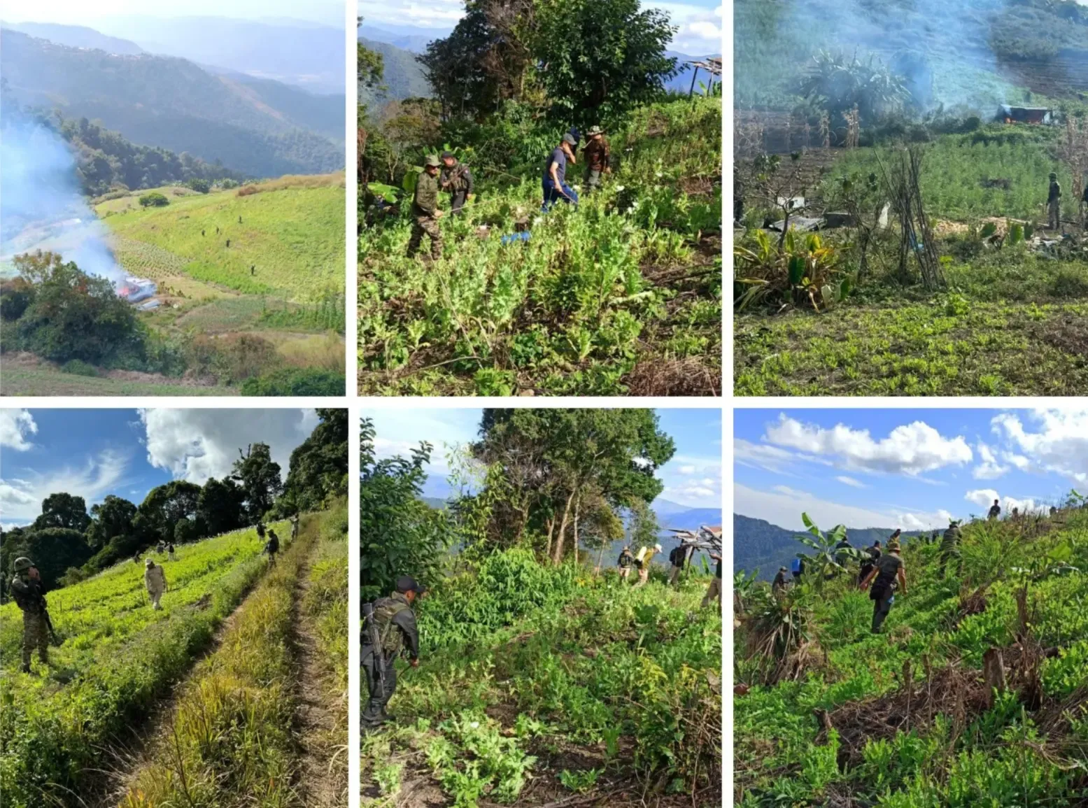 Manipur: Assam Rifles Eliminates 354 Acres of Unlawful Poppy Farming in 2024