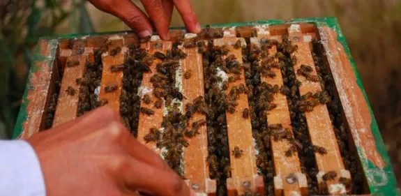 Did PM Modi Declare India a Leading Honey Producer?