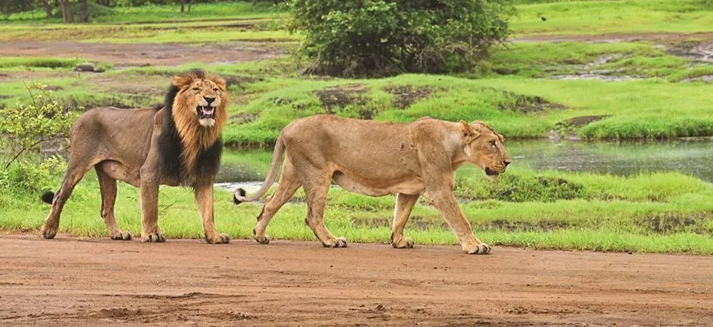 Mann Ki Baat: Can Community-Led Conservation Explain the Surge in Lion Numbers in Gir?