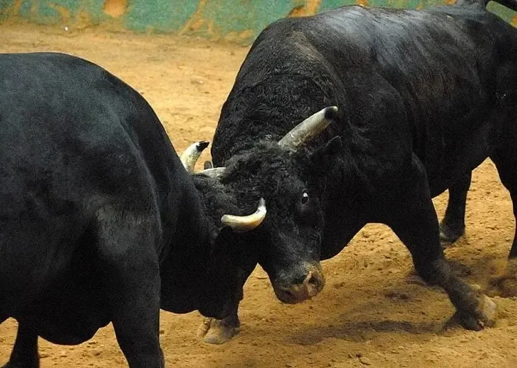Meghalaya Imposes Ban on Animal Fights During Local Festivals