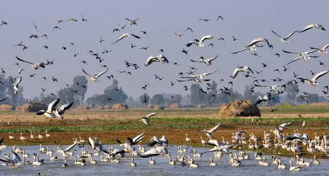 Migratory Birds Paint the Skies with Color as They Visit Kashmir Wetlands