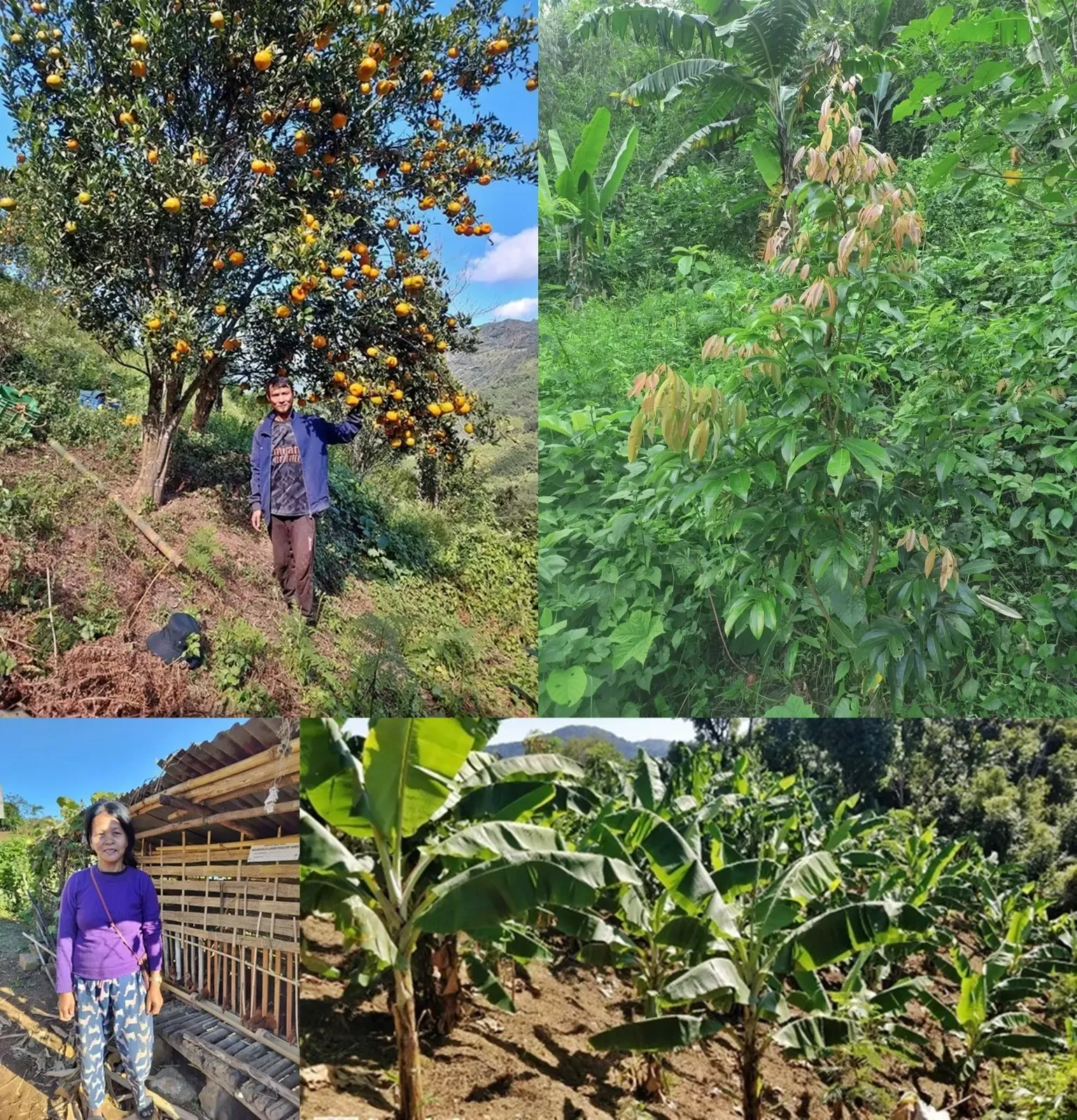Mizoram: NABARD's Key Initiative to Empower Tribal Communities and Combat Unscientific Farming Practices