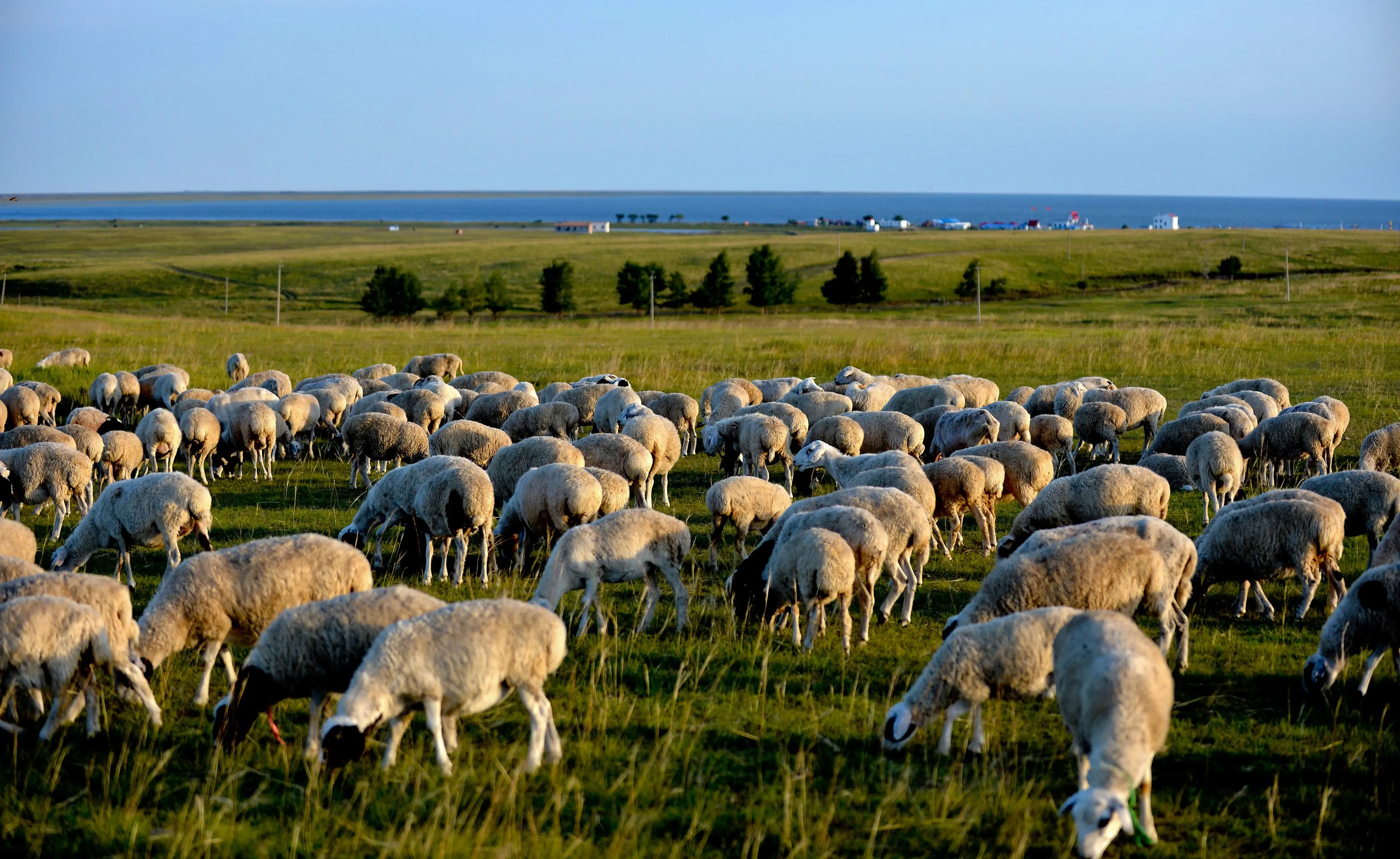 Mongolia Initiates Live Sheep Exports to Uzbekistan