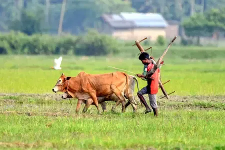 Is the Government Justified in Refusing Moong Procurement?