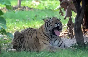 MP: Another Individual Injured in Tiger Encounter