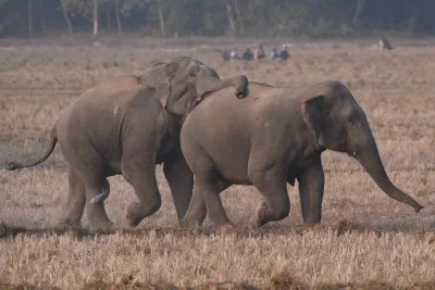 How is MP Addressing the Rs 47 Crore Human-Elephant Conflict Mitigation Plan?