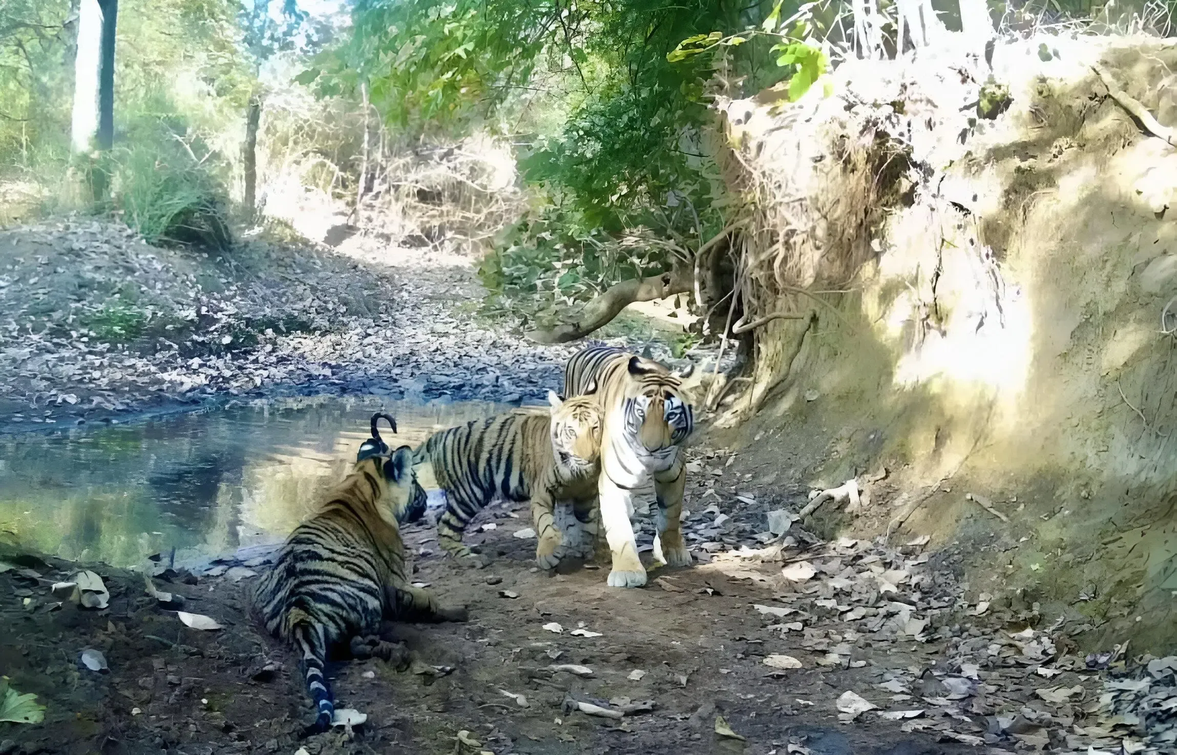 Chief Minister Yadav and Scindia to Launch Madhav National Park as the 9th Tiger Reserve Today