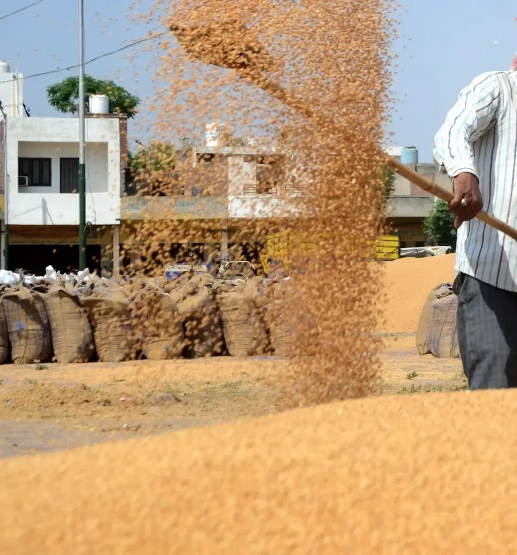 Madhya Pradesh Extends Wheat Procurement Registration Deadline with Relaxed Norms