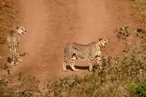 Madhya Pradesh: Five More Cheetahs to Be Released into Kuno's Wilderness