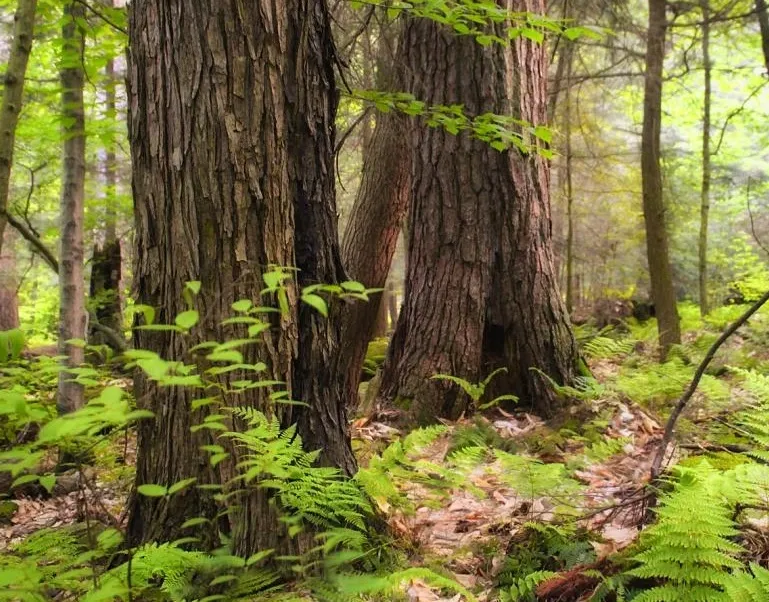 How Did MP Forest Cover Increase by 1390 sq km in Two Decades?