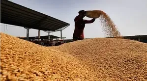 Madhya Pradesh Launches Wheat Procurement at New MSP