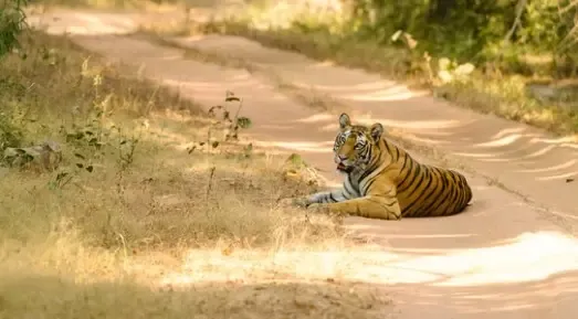 Madhya Pradesh Government Honors B.R. Ambedkar with New Wildlife Sanctuary
