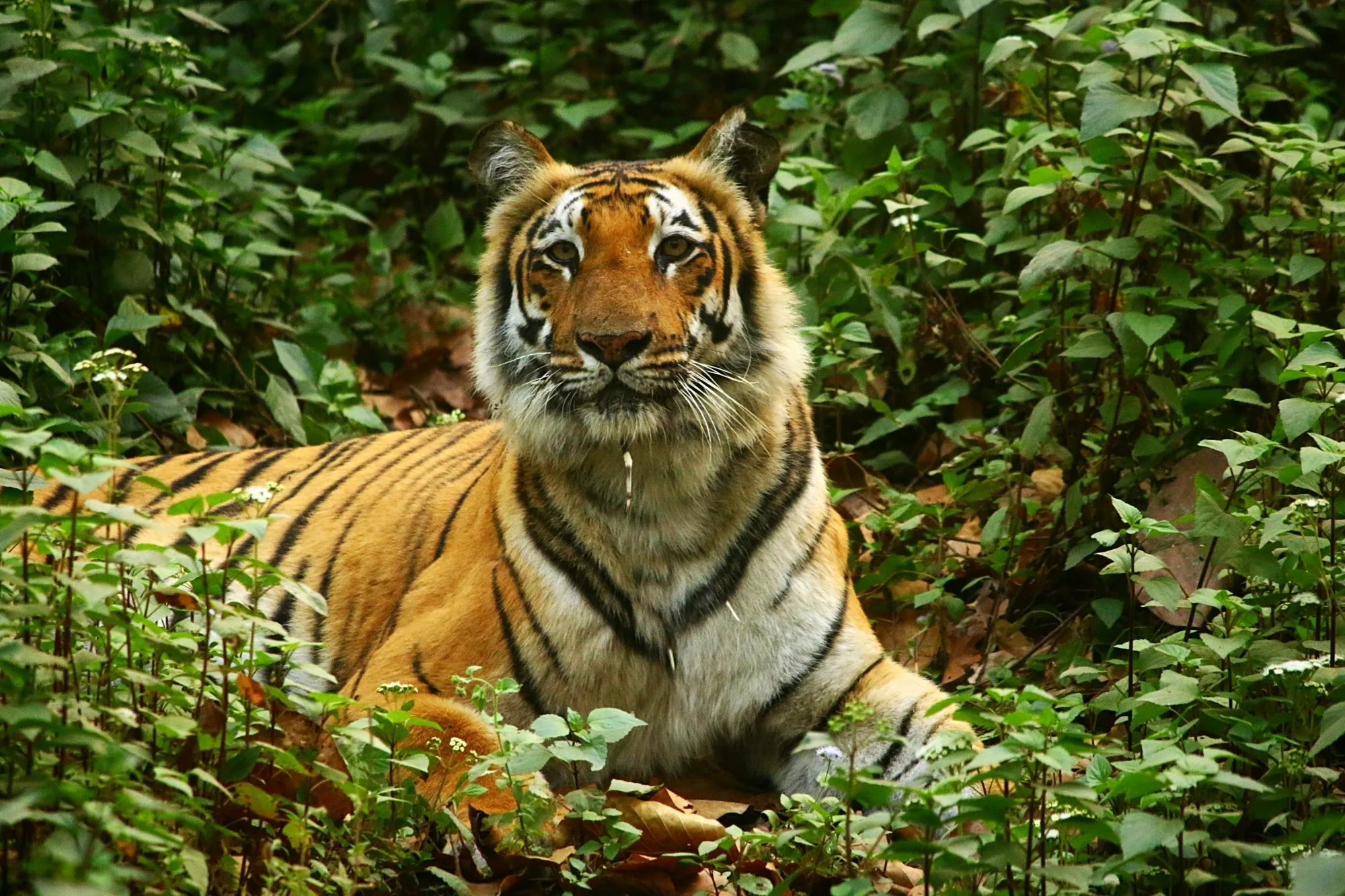 Madhya Pradesh's ₹145 Crore Initiative to Reduce Human-Tiger Conflict