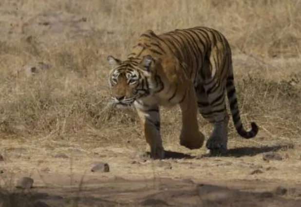 Did a Tigress Claim a Woman's Life Near Bandhavgarh Tiger Reserve?