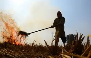 Madhya Pradesh's Fight Against Stubble Burning: Urgent Measures Required