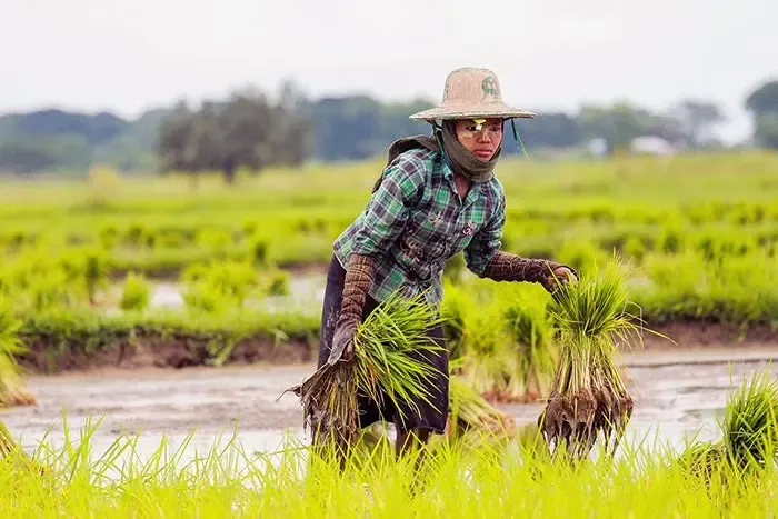 Myanmar: Agricultural Initiative Boosts Over 5,000 Farmers