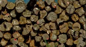 Did Myanmar Really Seize Over 66.6 Tonnes of Illegal Timber and Arrest 29 Offenders?