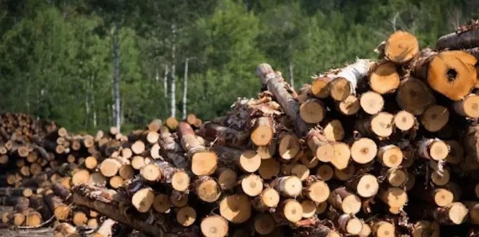 Myanmar Discovers Over 88 Tons of Illicit Timber and 200,000 Stimulant Tablets
