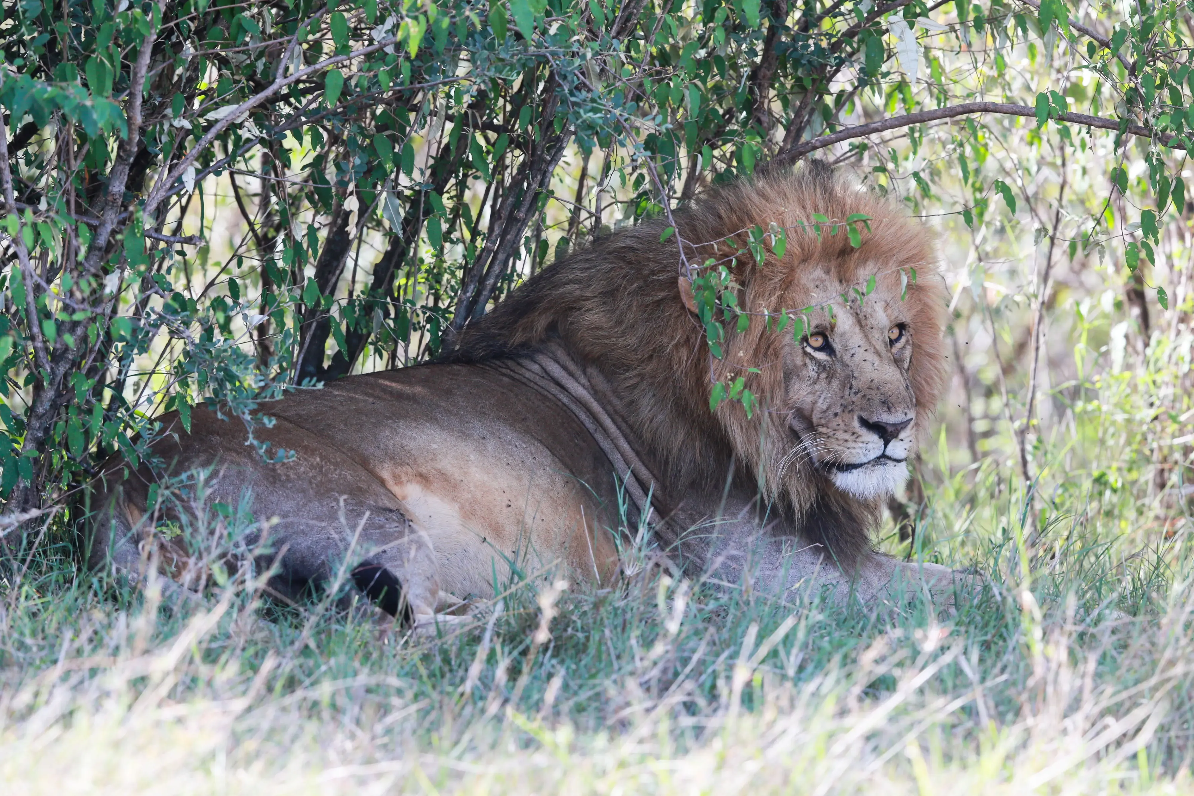Nairobi Girl Abducted and Killed by Lion