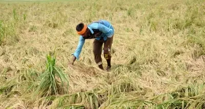 Have Nearly 223,000 Growers in Himachal Pradesh Adopted Natural Farming?