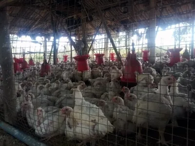 New York City Poultry Markets Temporarily Closed to Control Bird Flu Outbreak