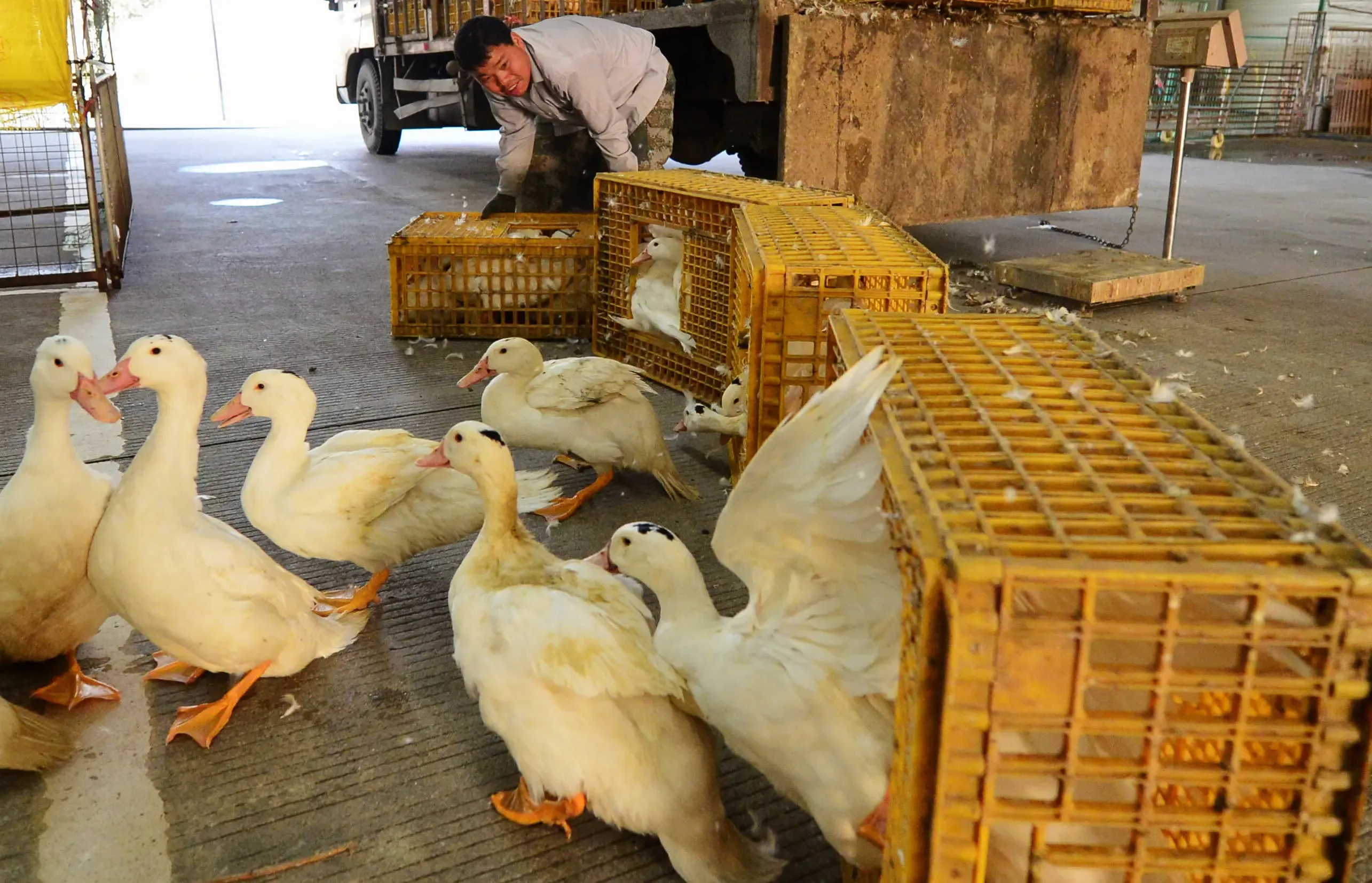 New Zealand Prepares for Avian Influenza Contingency