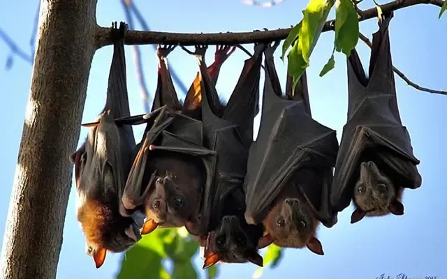 Experts Warn of New Bat Coronavirus HKU5-CoV-2 Potentially Spreading to Humans Like Covid-19