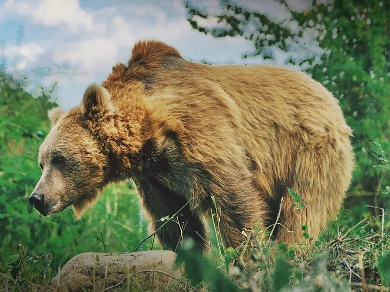 NGT Serves Notice to Sonmarg Officials for the Conservation of Himalayan Brown Bear Habitat