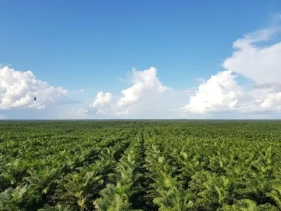 Is the ‘No Palm Oil’ Label Just a Marketing Trick?