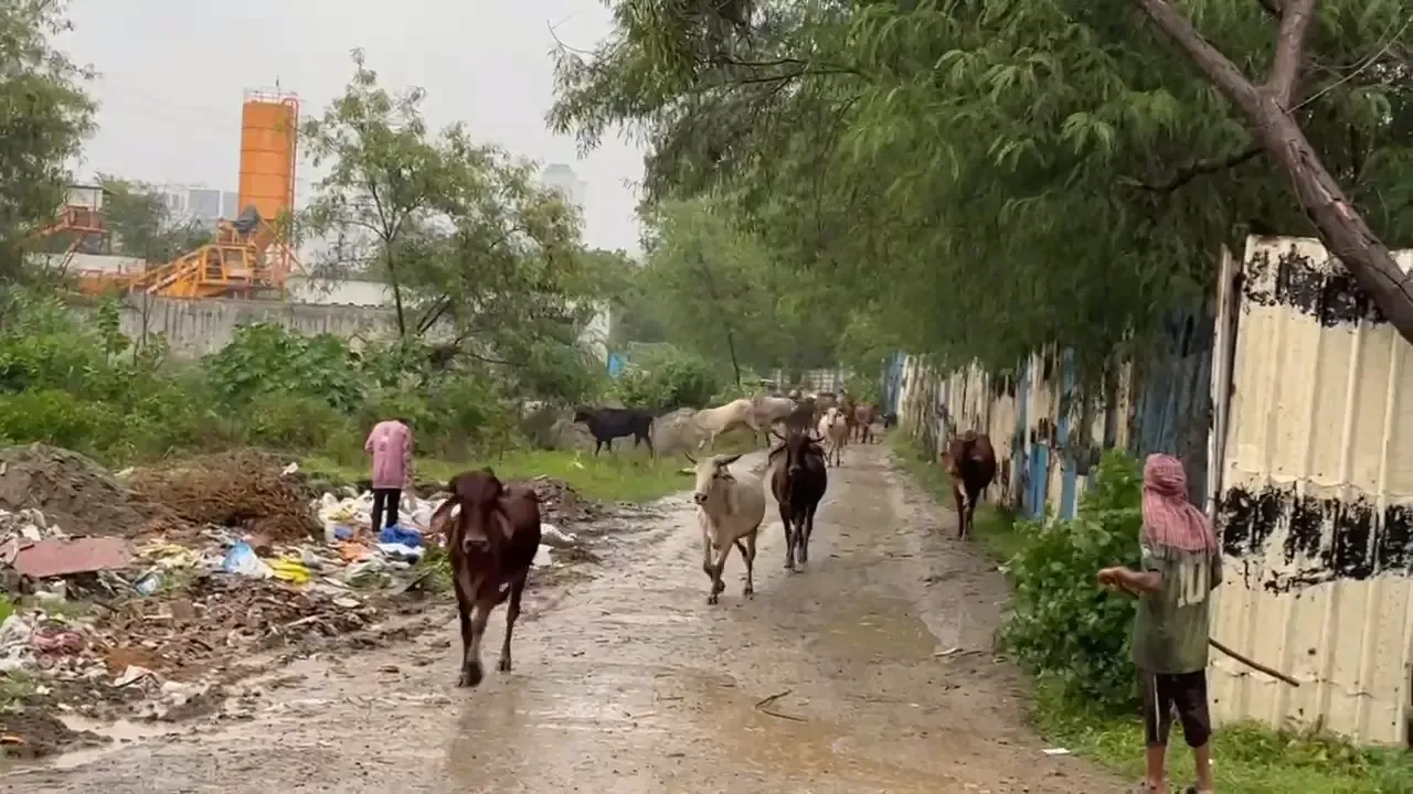 क्या नोएडा में यमुना खतरे के निशान से ऊपर पहुंच गई है?