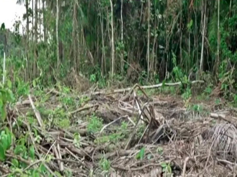 Will Norway Adopt EU Rules to Combat Deforestation?