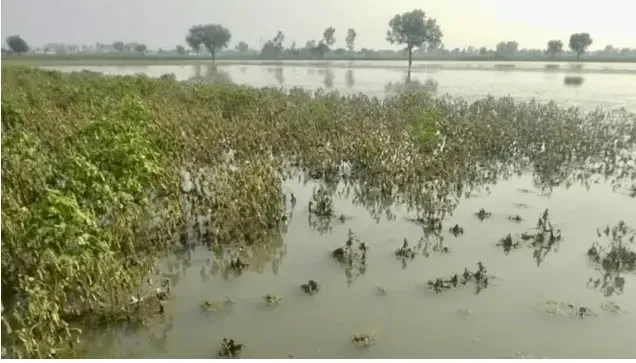 Odisha Government Classifies Unseasonal Rain as Natural Disaster