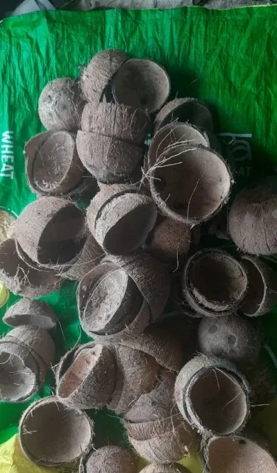How Have Coconut Shells Transformed into a Lucrative Commodity in Kerala?