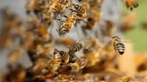 Elderly Man Loses Life in Bee Attack in Shahdol, MP