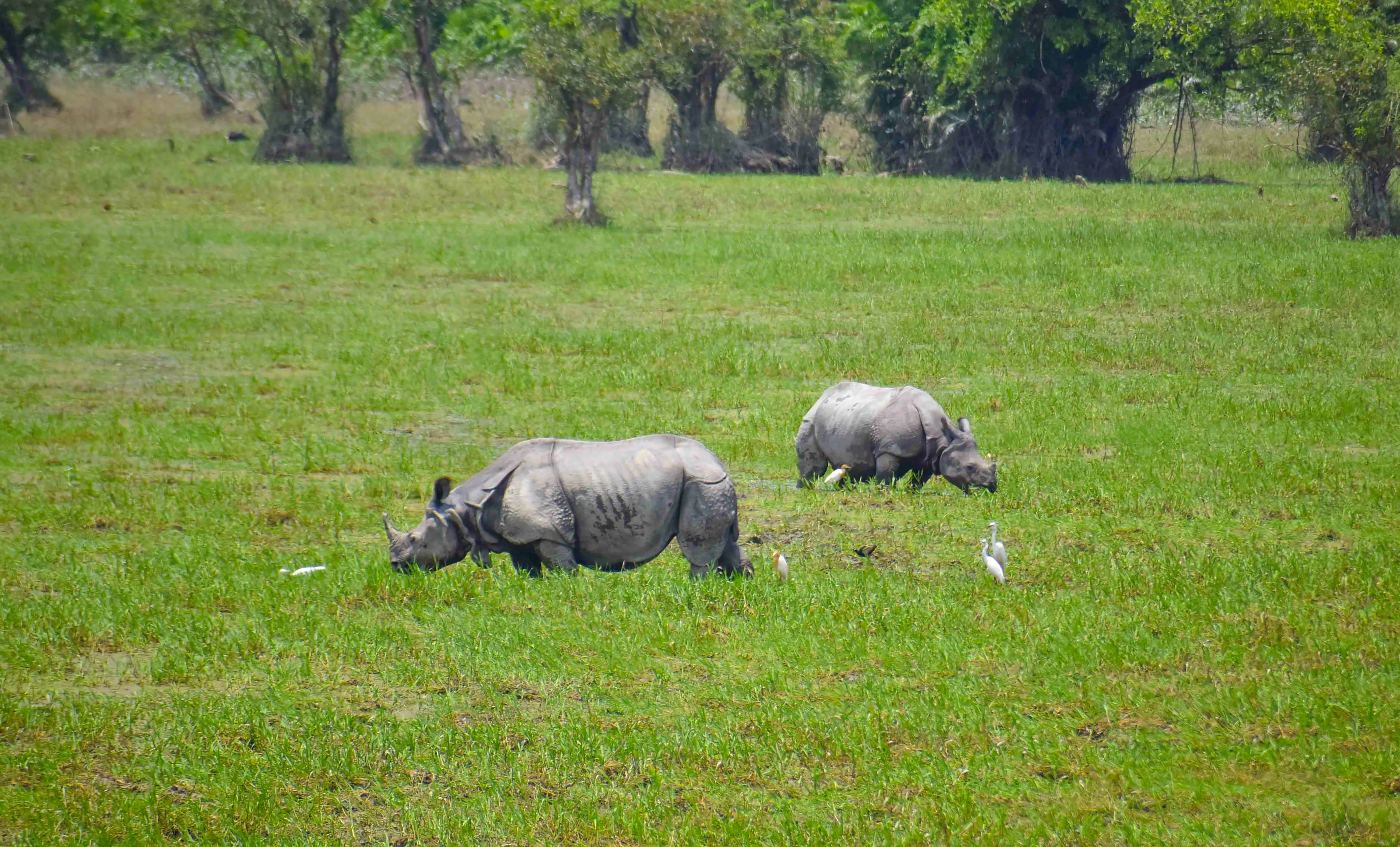 How is Operation Falcon Shaping the Anti-Poaching Efforts in Assam?