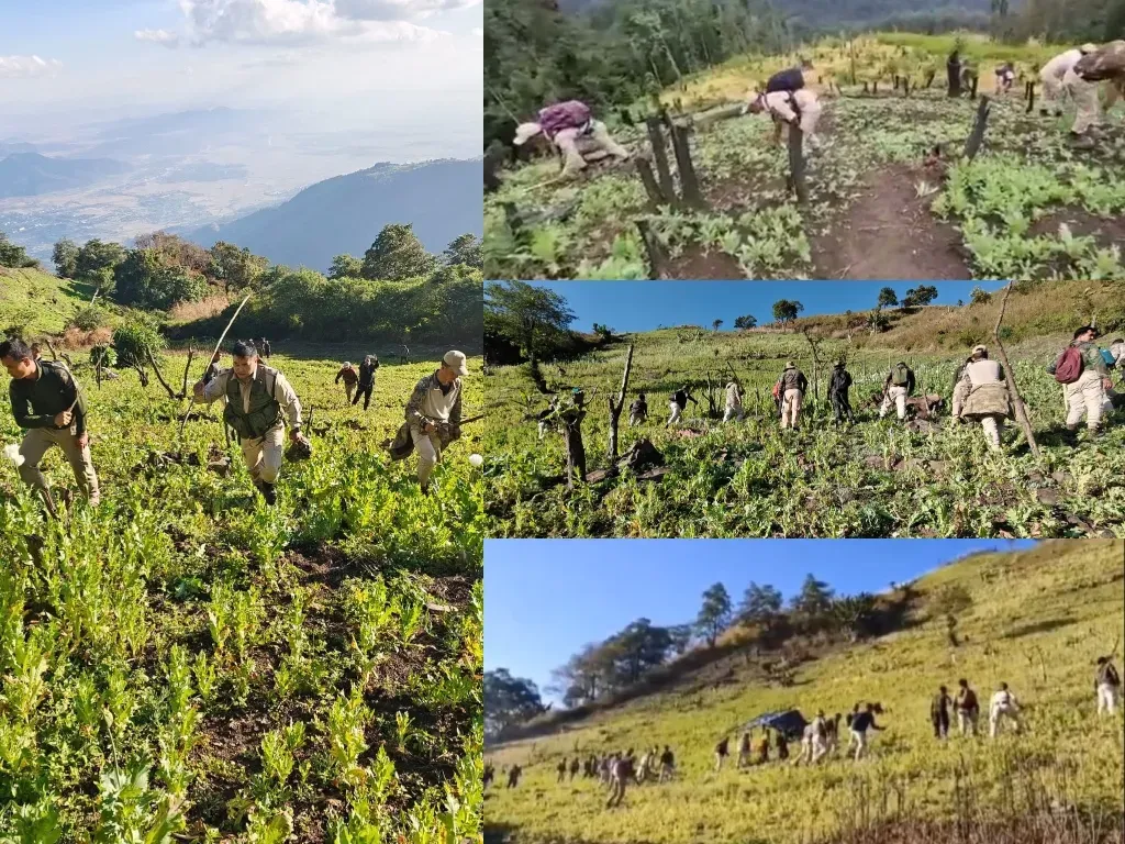 Over 19,135 Acres of Poppy Cultivation Eradicated in Seven Years: Report from Manipur Government