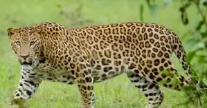 Fear Strikes Jaipur as Leopard Infiltrates Urban Neighborhood, Captured After Four Hours